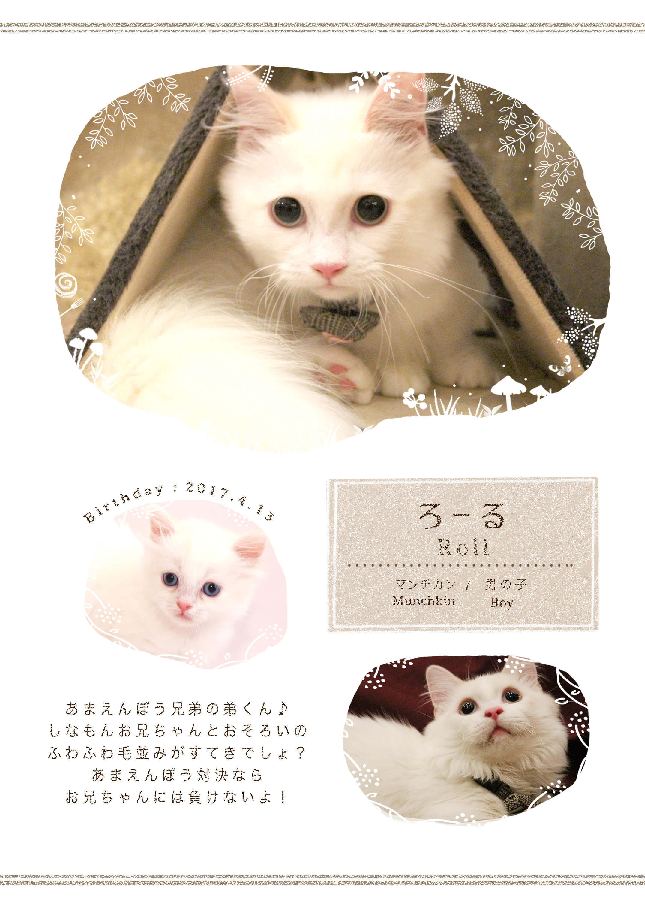 Cat Cafe てまりのおしろ - 猫 ふわふわ 種類